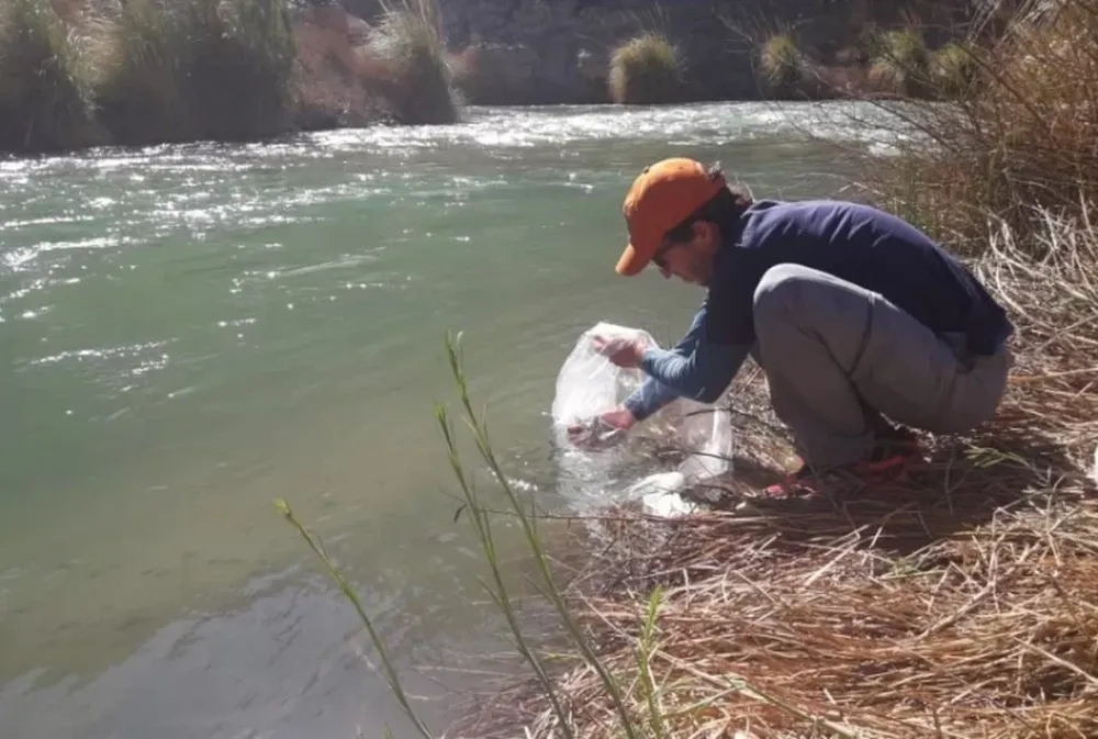 Sembraron cuatro mil truchas en el río Jáchal