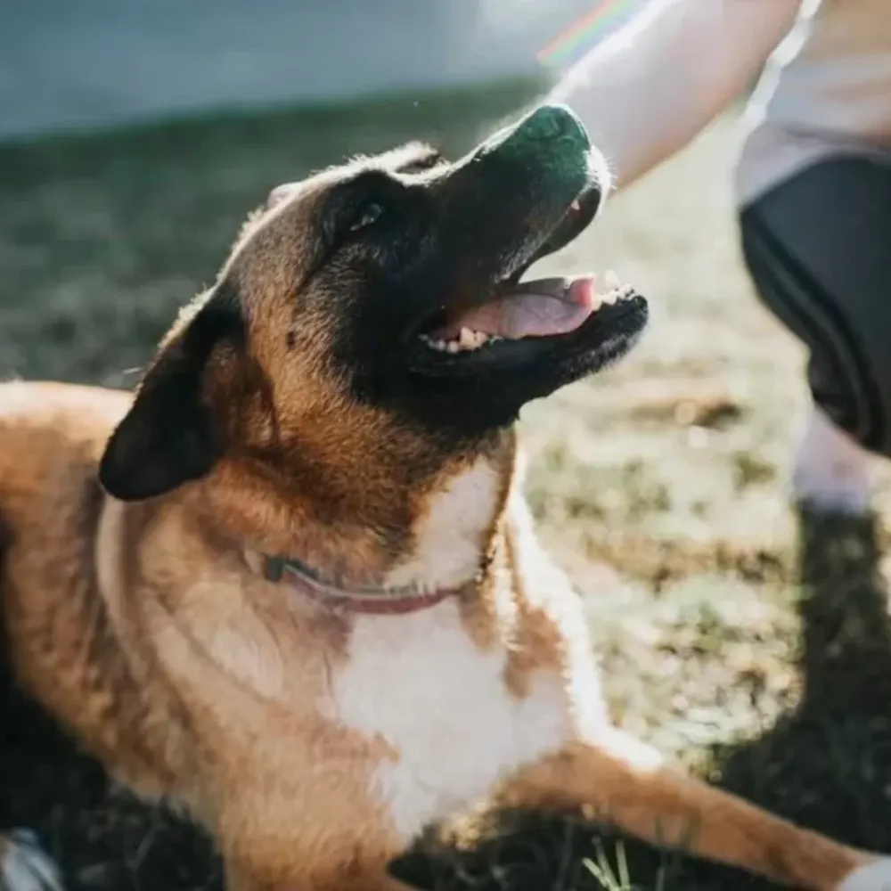 Por qué se celebra el 29 de abril el Día del Animal