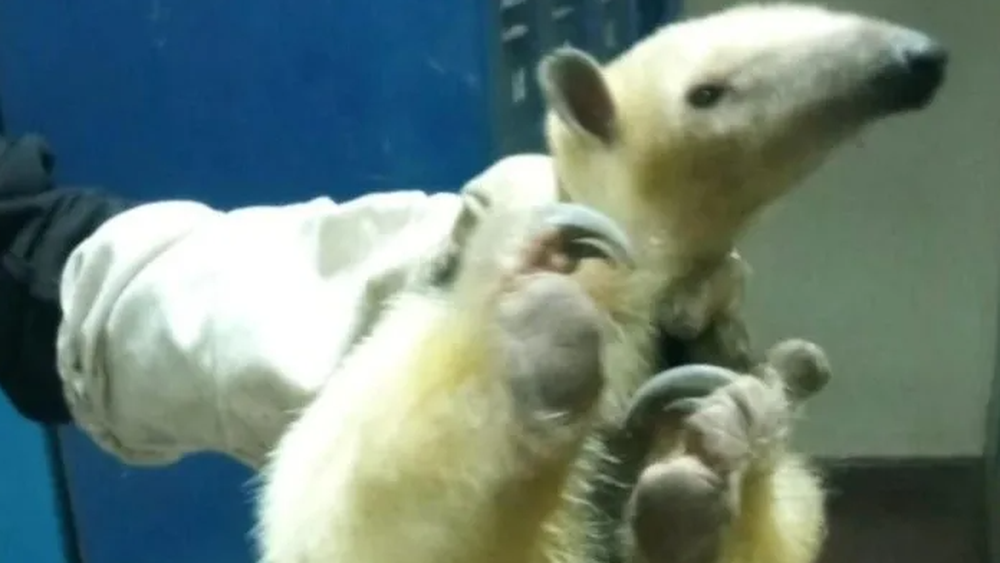 Encontraron un oso melero escondido en el sótano de una escuela