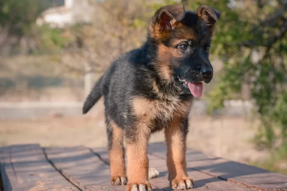 Escaló una pared, robó un perro y terminó con más de un año de prisión