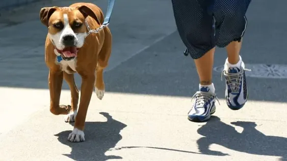 Un estudio confirmaría que tener un perro como mascota es bueno para la salud