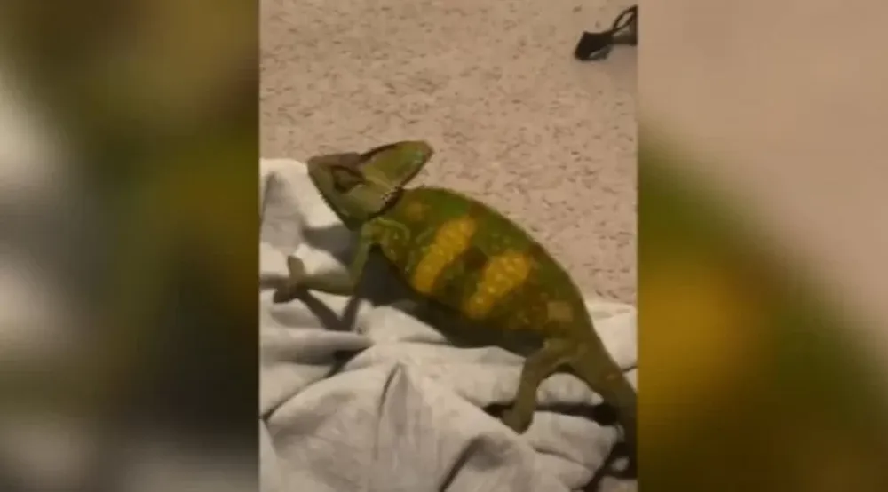Un hombre adopta como mascota…¡un camaleón que rescató de la carretera!