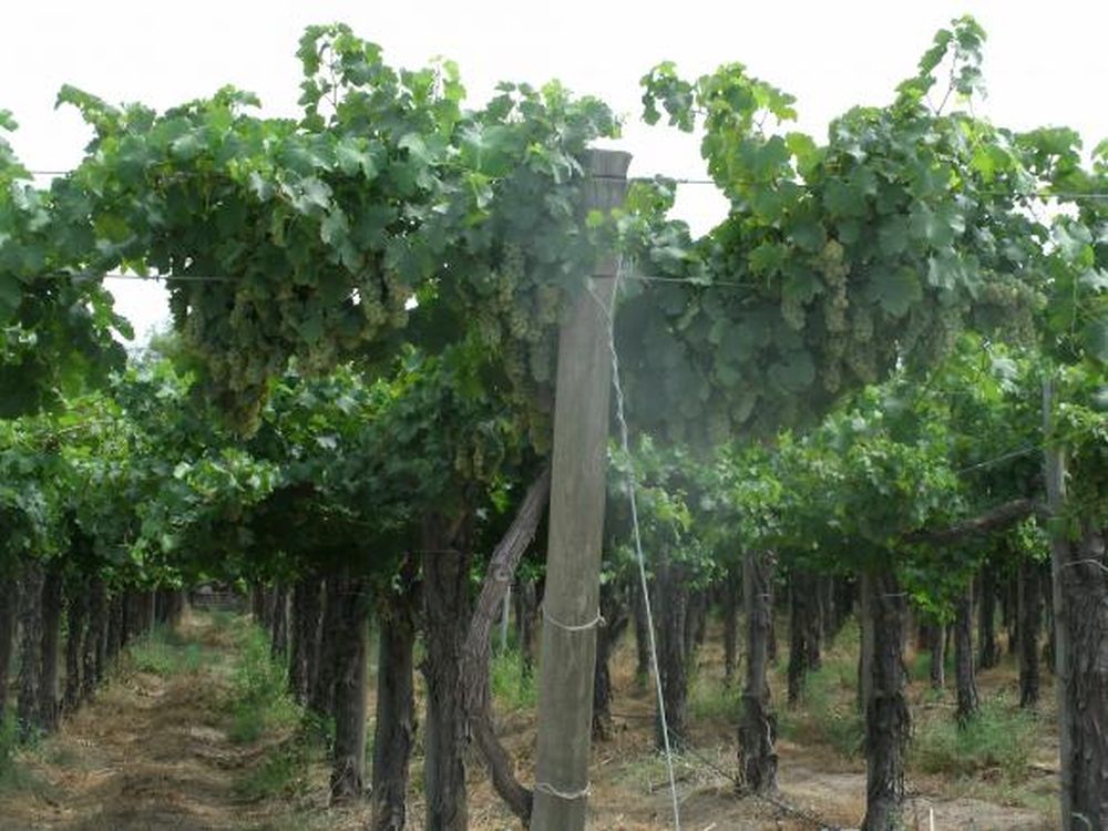 Viognier Sanjuanino