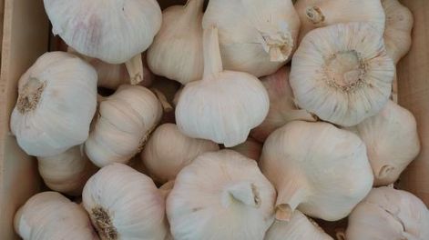 Tecnologías blandas para cultivos de ajo con altos rendimientos