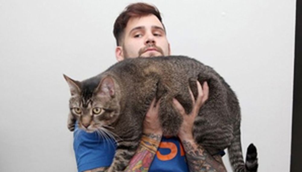El gato más grande