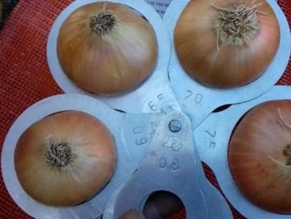 Los agricultores egipcios de cebolla, han cambiado a cultivos como el trigo