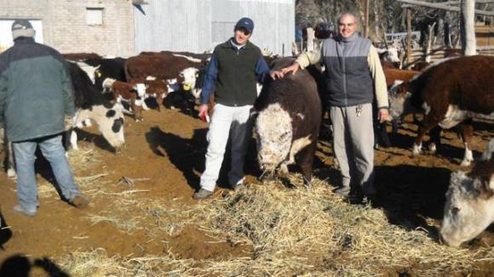 La ganadería necesita organización