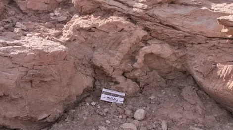 Descubrieron huellas de dinosaurios con marcas de piel y garras de 95 millones de años