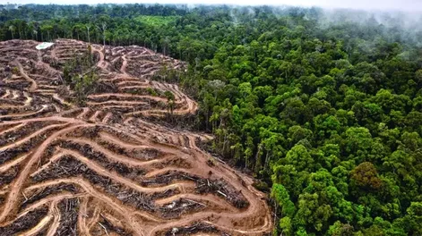 La Tierra perdió un área de selva equivalente a una cancha de fútbol cada 5 segundos