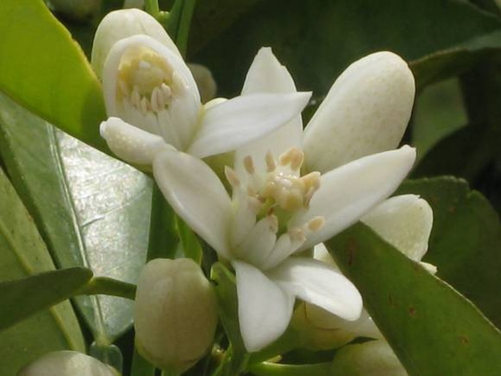 Un aroma embriagador