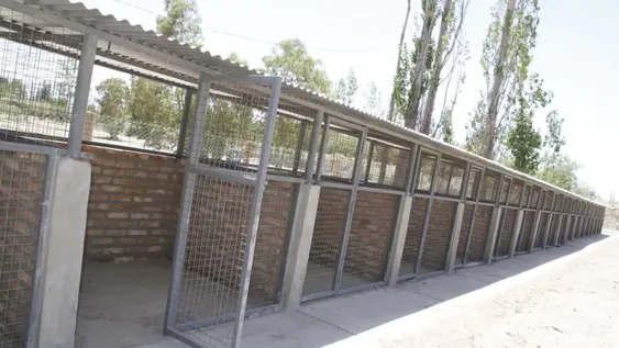 Sólo cinco municipios acordaron hacer refugios caninos y aún no hay ninguno