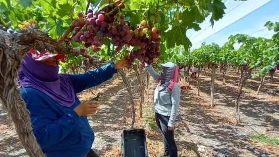 Uva de mesa, a tono con la inflación; pero pedirán más por la de vinificar