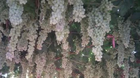 Se inició el secado de pasas de uva directo en el parral