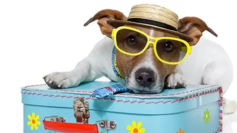 Diario de Cuyo | mascotas2 728x365.webp