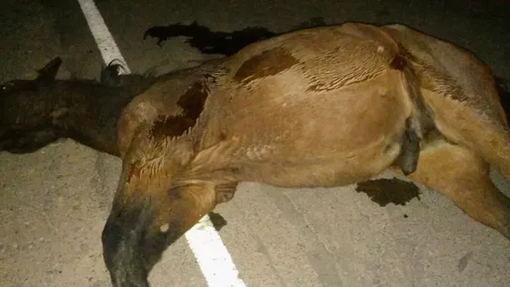 Murió un nene de 8 años tras ser golpeado por un caballo