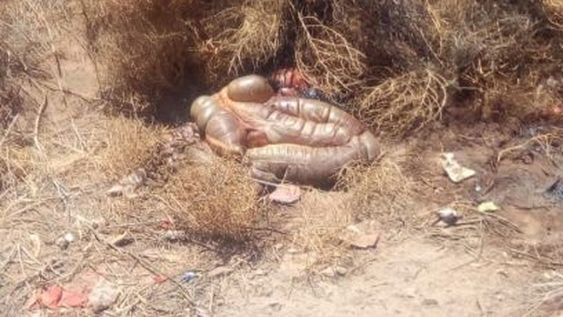 Roban y faenan un caballo en Médano de Oro