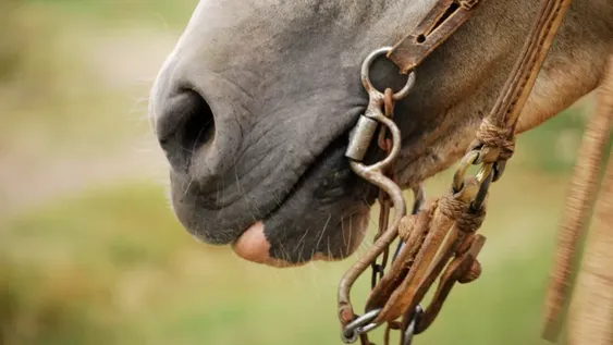 Lo pateó un caballo y le quebró la pierna