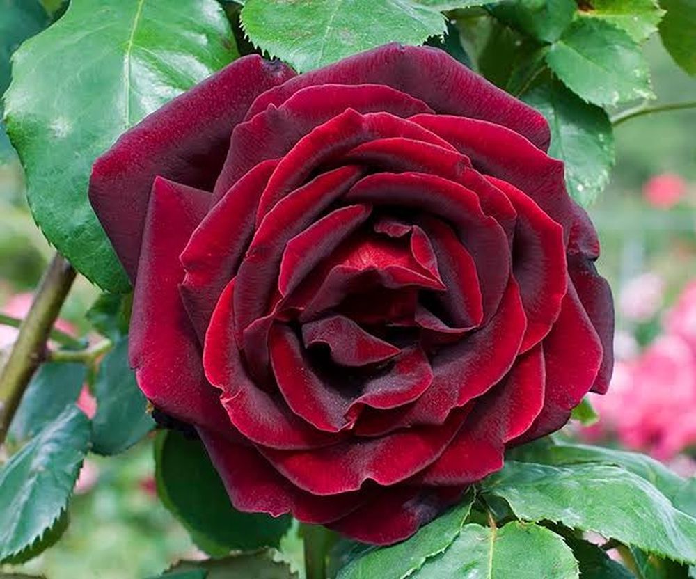 Rosal Papa Meilland