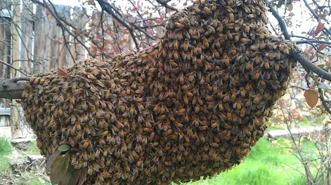 Un apicultor urbano sanjuanino ofrece rescatar enjambrazones