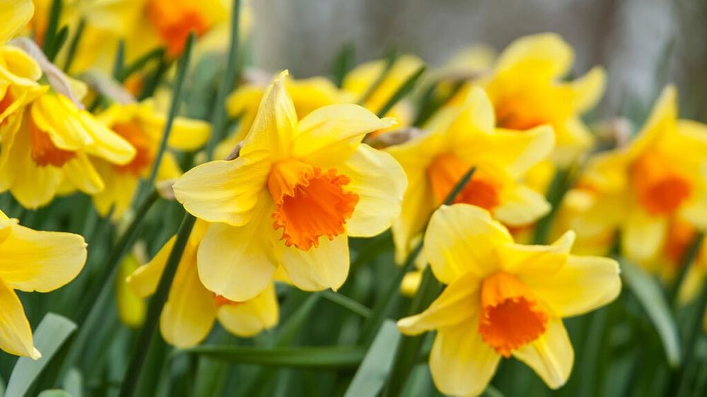 Narcisos