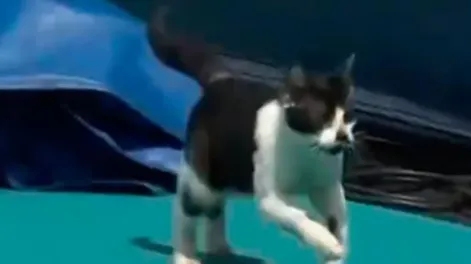Un gato interrumpió un partido de tenis y se robó el show