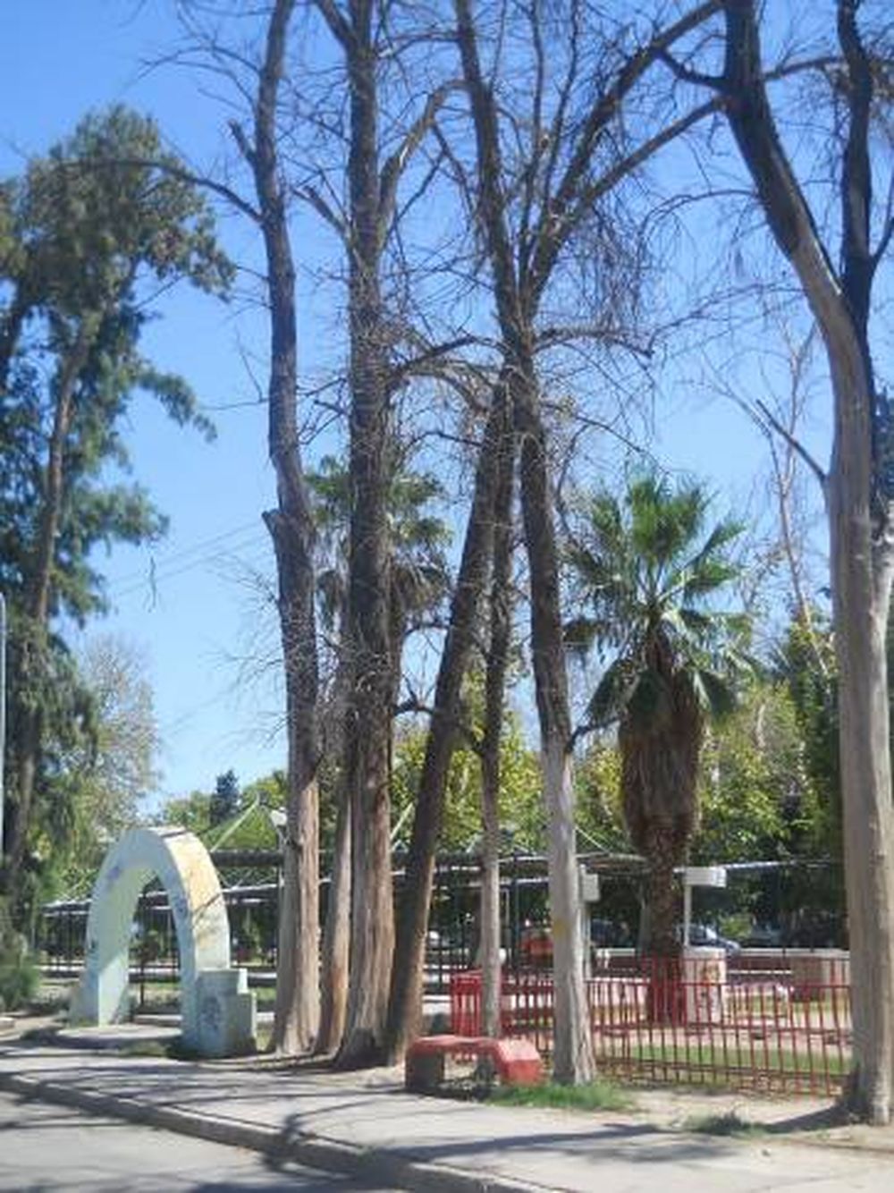 Patrimonio forestal olvidado
