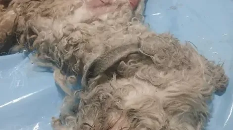 Denuncian a una mujer por matar con ácido a un perro