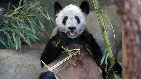 Después de 20 años, EEUU devolvió la panda Ya Ya a China