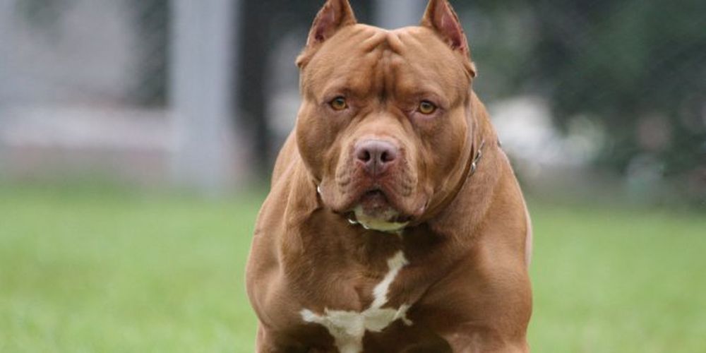 Dos perros pitbull casi devoran a una beba y la dejan en grave estado