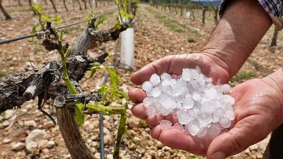 En lo que va del año, 2.770 hectáreas de cultivo fueron dañadas por lluvias y granizo.