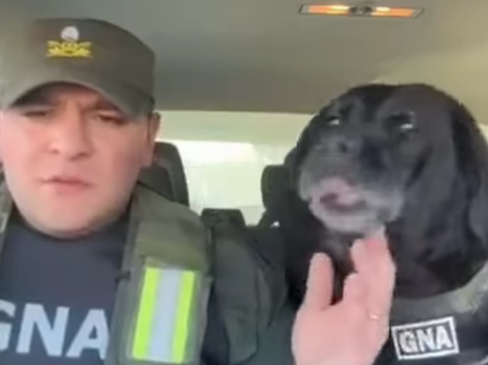 Video: se jubiló “Pequi”, una perra de Gendarmería que emocionó a todos