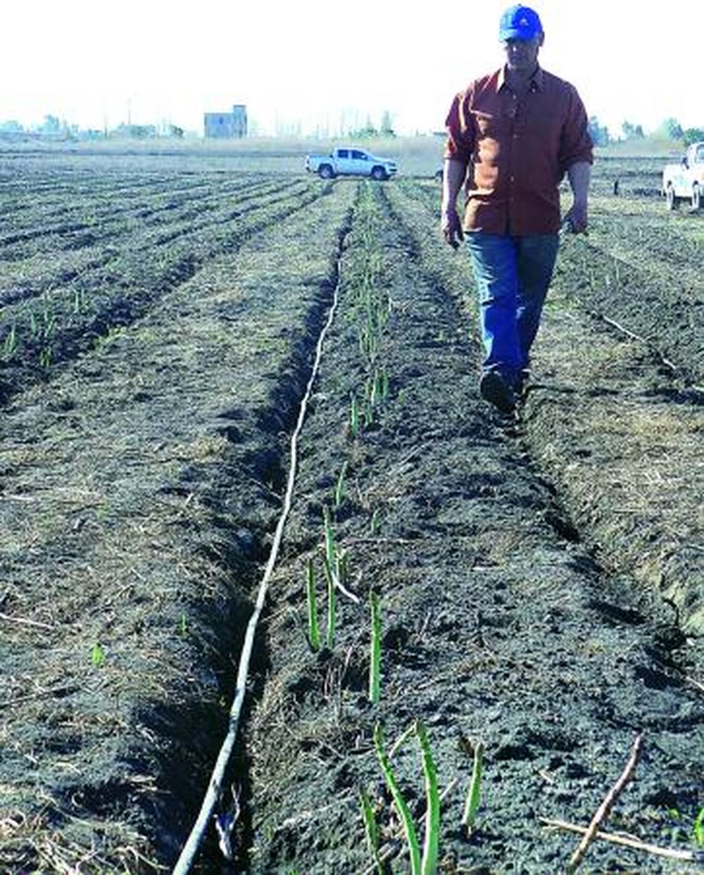 Mejor perfil competitivo para los espárragos de Médano de Oro