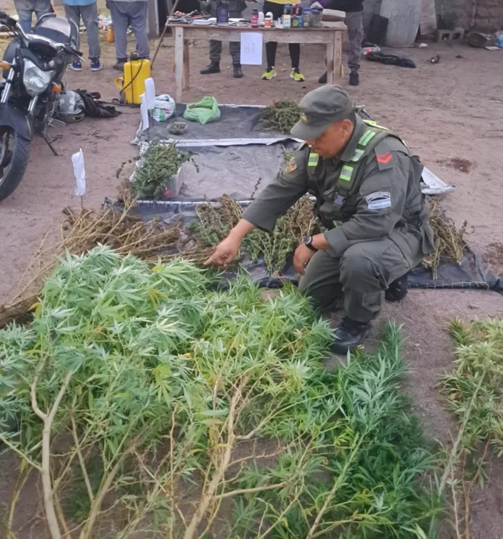 Múltiples allanamientos en San Juan permitieron secuestrar más de 200 plantas de marihuana