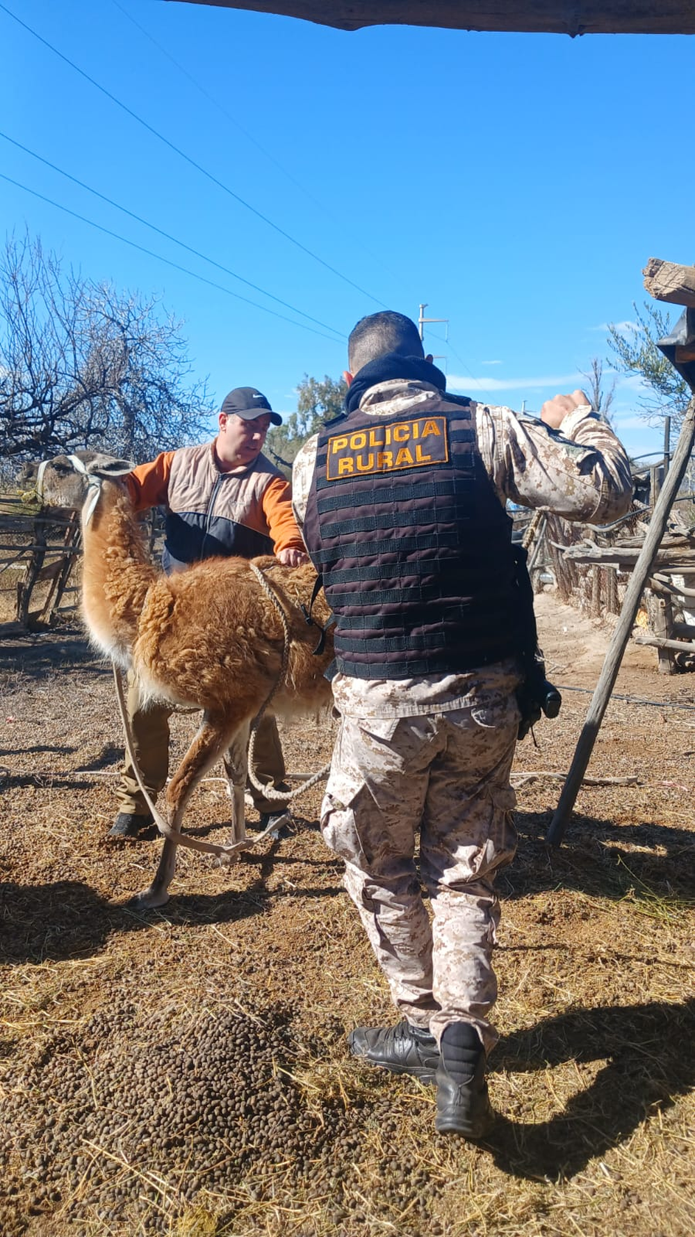 Guanaco.