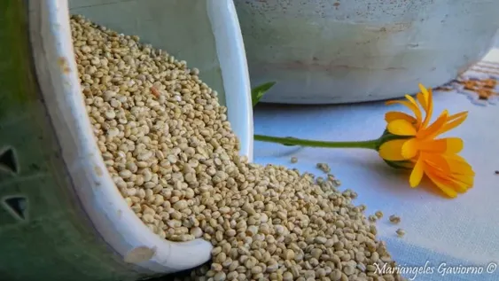 La quinoa se hizo relleno de empanadas