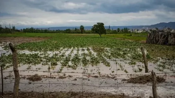 Las lluvias de verano, ¿dañan los cultivos sanjuaninos? El análisis de un especialista del INTA