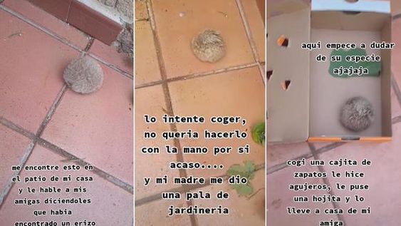 Pensó que había encontrado un erizo en el patio, pero descubrió la verdad y quedó en shock