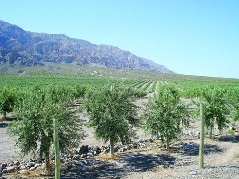 Piden usar los carozos de aceituna en la minería