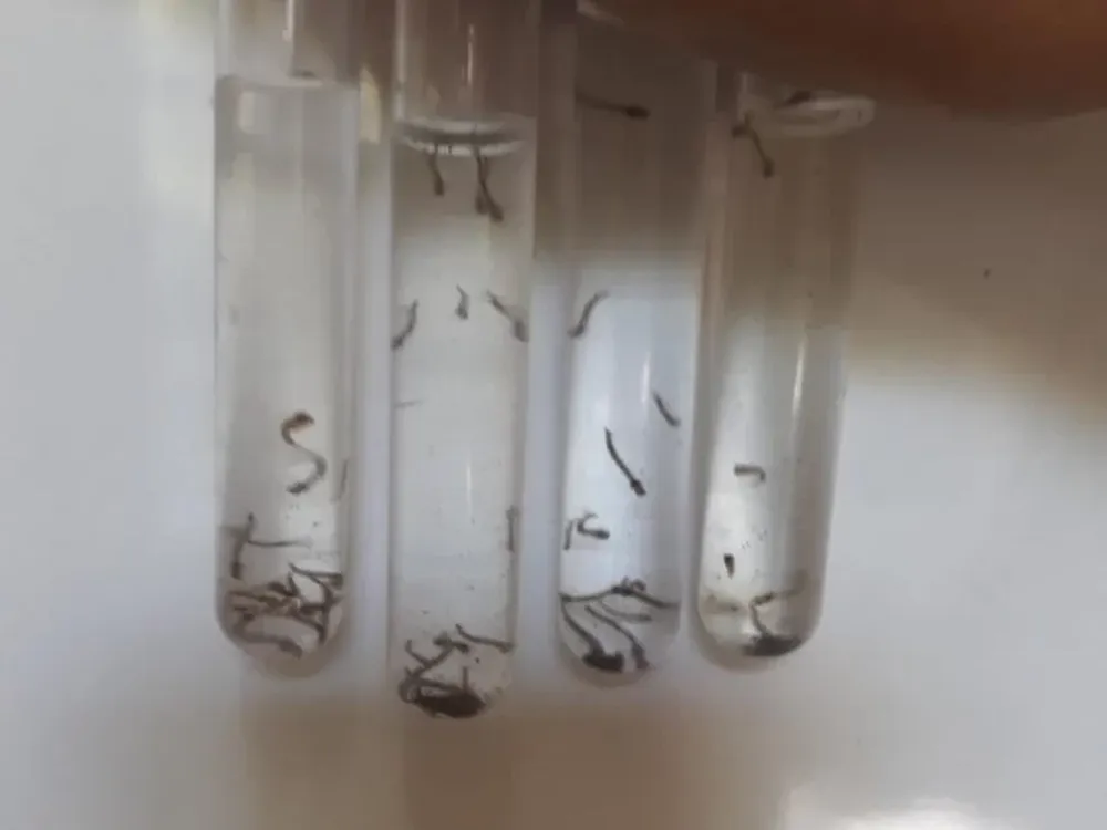 San Juan llegó a los 100 casos de dengue