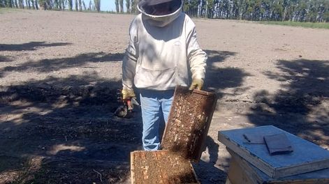 TRADICIONAL. Si bien los apicultores locales han logrado mejoras en cuanto a la producción, con avances en la cría de reinas, buena parte del trabajo sigue siendo artesanal.