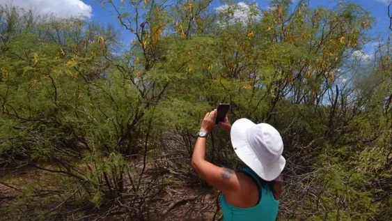 Un árbol indispensable