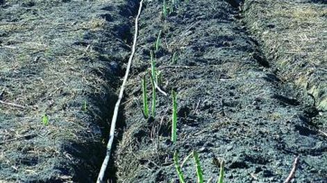 Mejor perfil competitivo para los espárragos de Médano de Oro