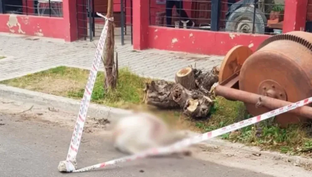 Imputaron por homicidio culposo al dueño de los dogos que mataron a una chica