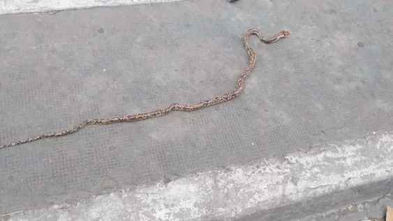 La cuarentena hizo salir a las víboras a la calle