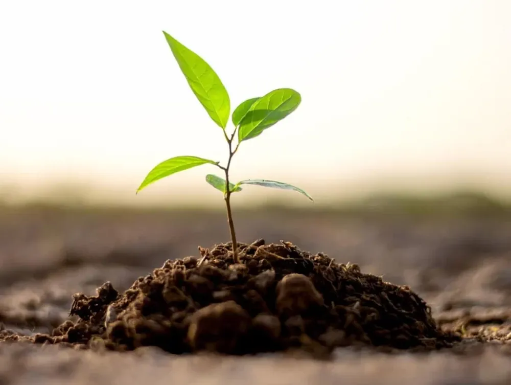 Que florezca la memoria