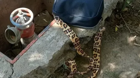 Robó la cartera de una portera en una escuela y lo atraparon tras una breve persecución