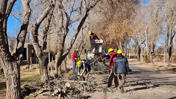 Operativos de poda en Calingasta