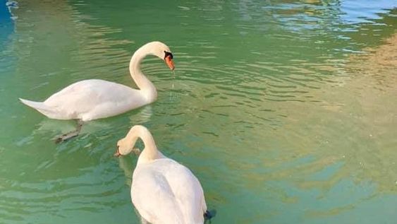 Venecia, en cuarentena: el agua se volvió cristalina y se llenó de peces, patos y cisnes