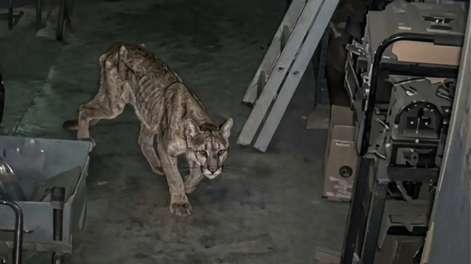 Murió el puma que apareció en la Quebrada de Zonda