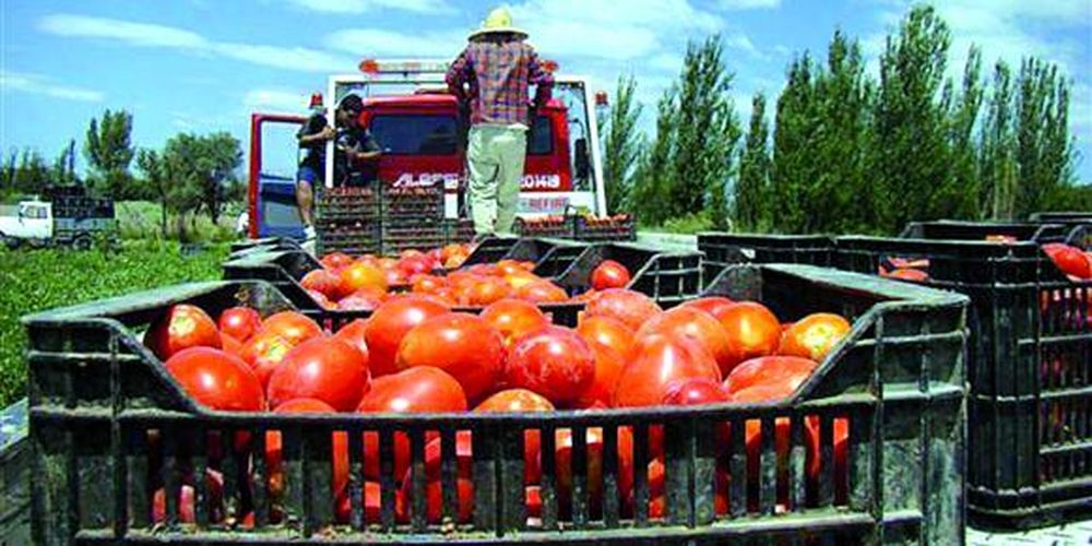 Buenas y malas de la campaña de tomates para conserveras